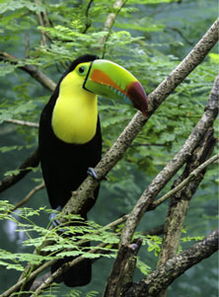 toucan翻译，toucans怎么读