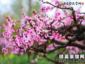 桃花的描写优美句子作文，桃花的描写片段300字