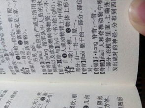 脊背拼音怎么写，脊背拼音怎么拼