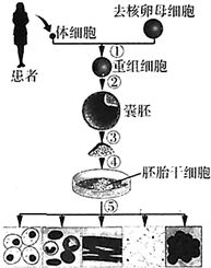 刺激分化是什么意思举例说明，刺激分化和刺激获得的区别