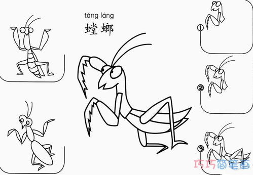 螳螂简笔画图片大全，螳螂简笔画可爱