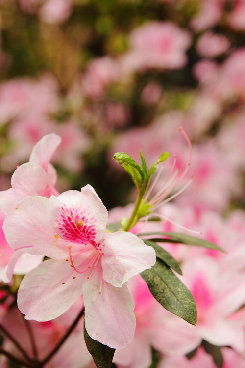 三月花是什么花