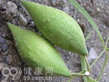 梢瓜的介绍