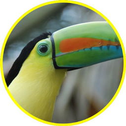 toucan是什么动物