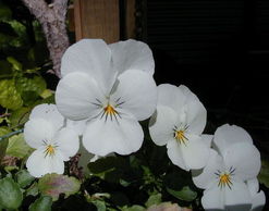 香花的花语是什么?