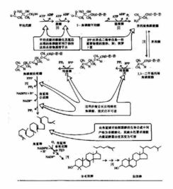 戊酸雌二醇片多少钱一盒?，戊酸雌二醇片价格