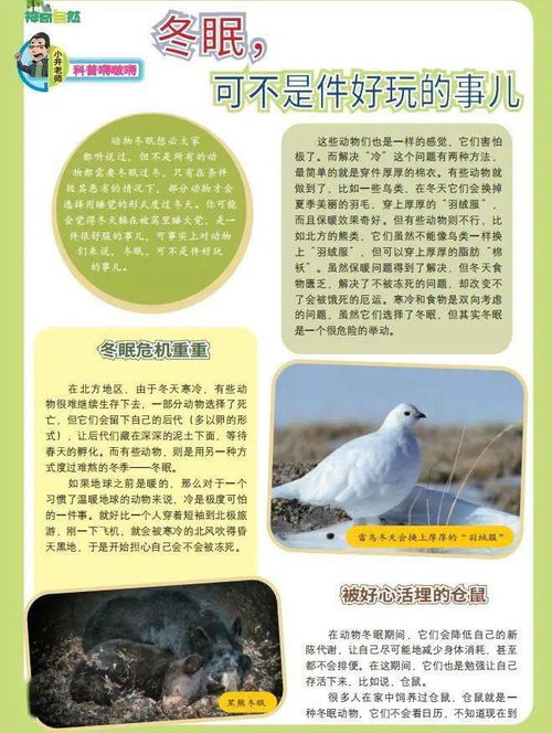 冬眠拼音怎么读，冬眠拼音怎么拼写读音