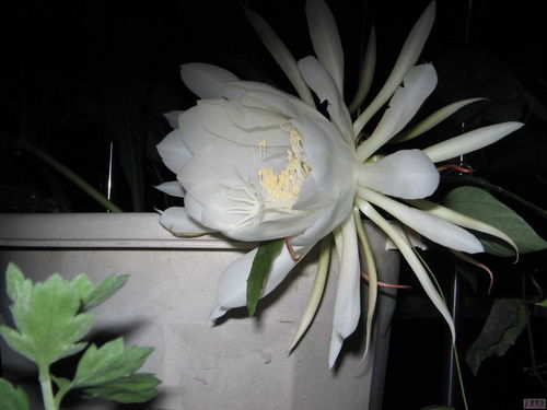 假昙花开花时叶片变薄正常吗?