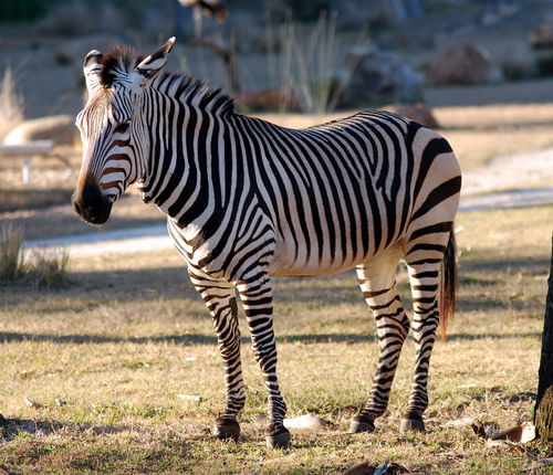 gorilla是什么意思，相机zebra是什么意思