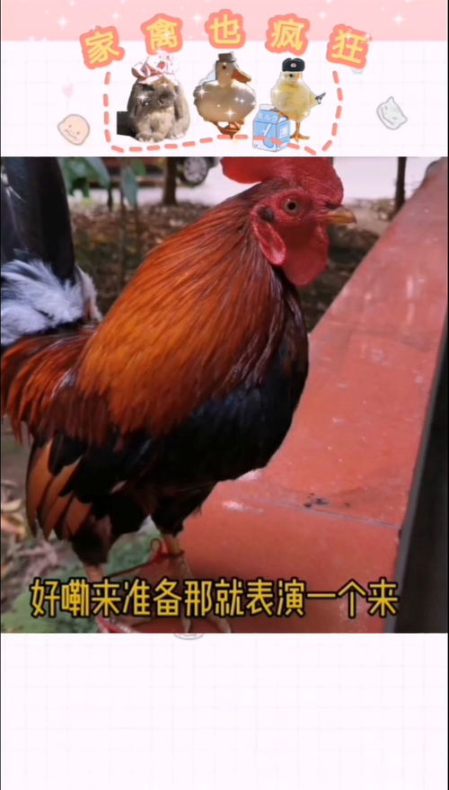 美丽的大公鸡看图写话，在森林里住着一只美丽的大公鸡