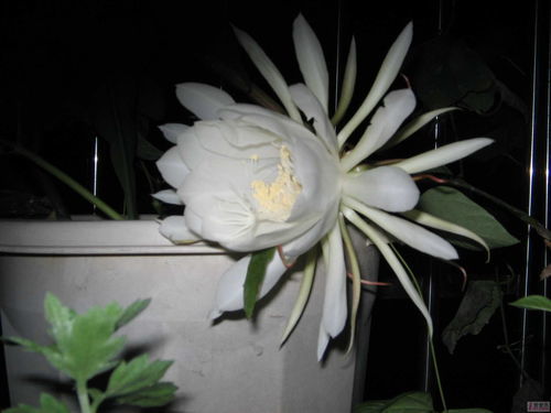 假昙花图片，假昙花怎么养才能开花