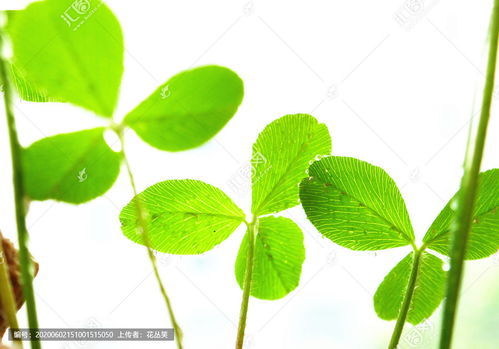 草绿龙蜥，草绿色宝珠有什么用