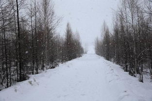 鹅毛大雪造句短一点