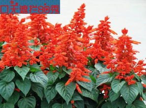 一串红资料