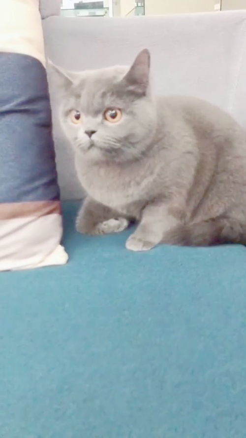 贼眉鼠眼是什么意思?指什么生肖?