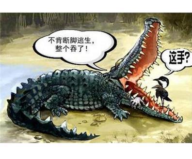 鳄鱼法则经典案例，鳄鱼法则 及时止损