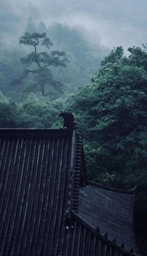 舍离断谭晶单依纯，舍离断何佳乐