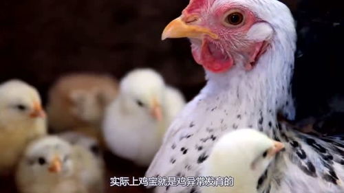 鸡宝是什么样子的，鸡宝是什么颜色的