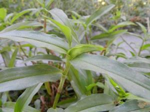 竹节菜可以吃吗，竹节菜做法大全