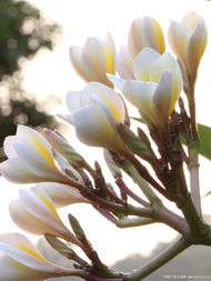 香花券，香花镇
