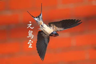 玄鸟是什么意思