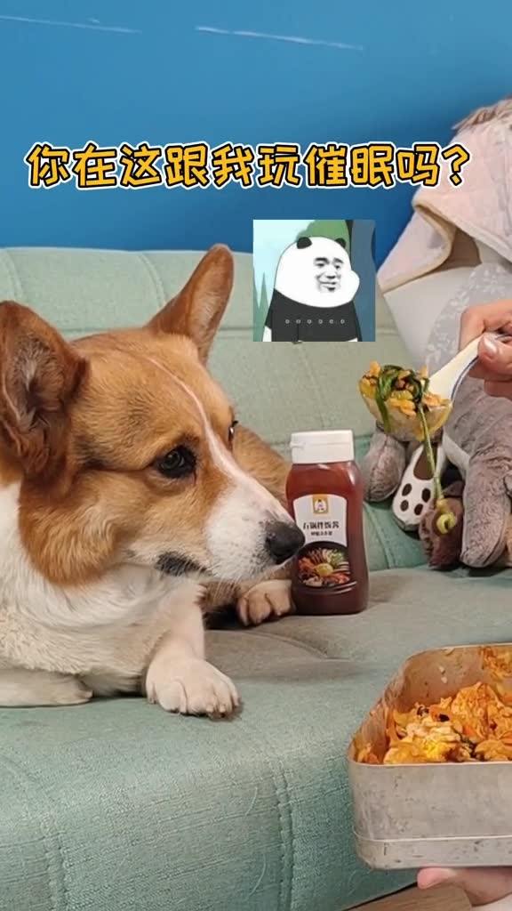 A dog is coming中文的意思是什么