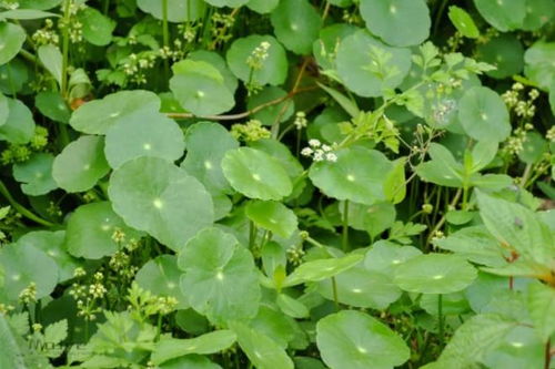 竹节菜怎么吃