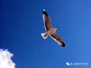 海燕朗诵视频一等奖，海燕朗诵背景视频