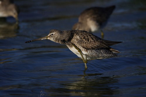 sandpiper胜佰德气动隔膜泵，sandpiper crossing