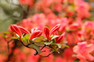 三月花语是什么花，三月花开