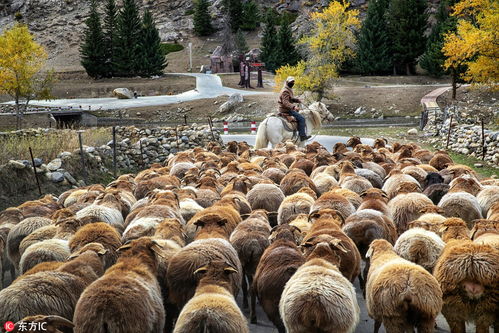 livestock science，livestock翻译中文