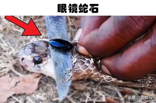 蛇珠为聘的小说，蛇珠雀环是什么意思