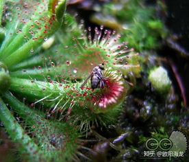 什么是异养兼性厌氧