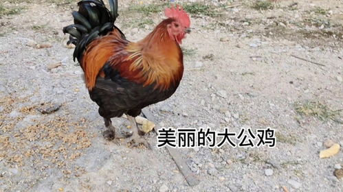 描写大公鸡的外形优美的句子