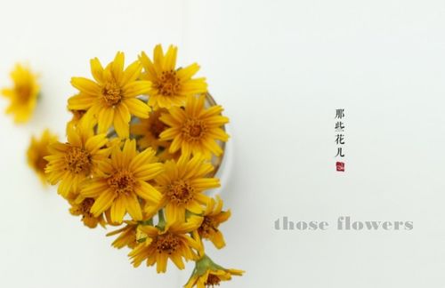 those的反义词怎么读，those的近义词和反义词