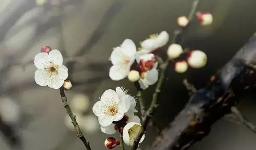 白梅花，白梅花泡水喝的功效与作用