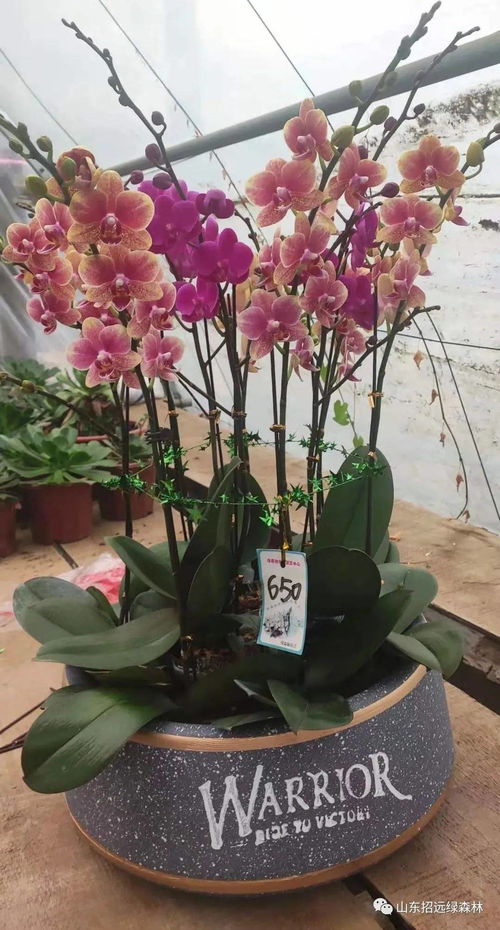 蝴蝶兰的寓意和象征风水，送领导蝴蝶兰的寓意