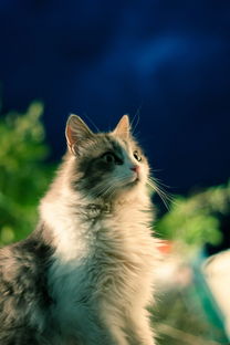 绘本故事活了一百万次的猫主要内容