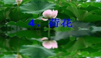 课文荷花的作者是谁，课文荷花课后题的第二小题