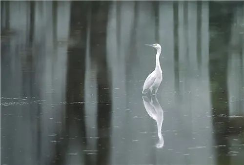 水鹤图片，水鹤游
