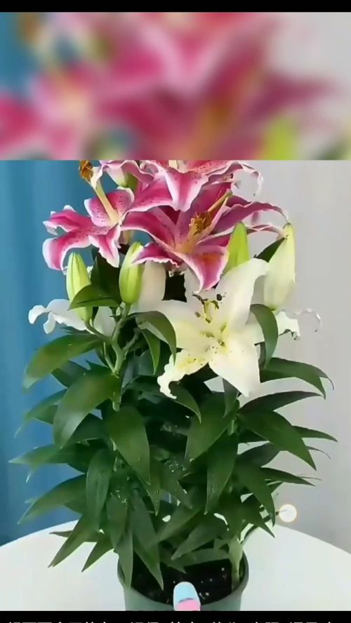 百合花开朗诵全文一等奖，百合花开完后怎么处理