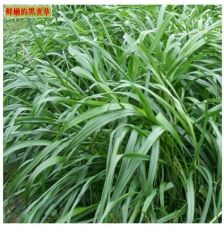 多年生黑麦草，多年生花卉有哪些