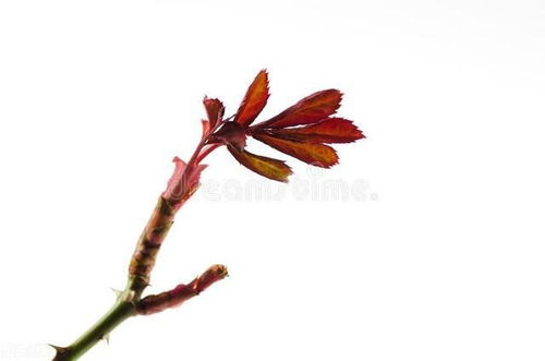 野草闲花逢春生诡异歌，野草闲花逢春生歌词