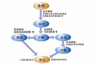 促进新陈代谢的食物和水果，促进新陈代谢会不会寿命变短