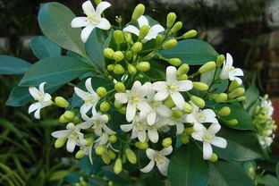 九里香花语，九里香花怎么养