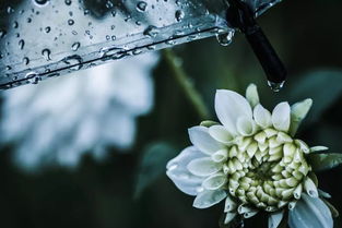 初春小雨古诗拼音版及翻译
