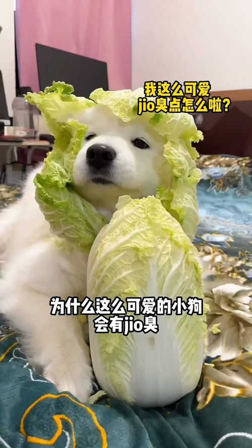 抖音婷婷庞臭是什么梗?