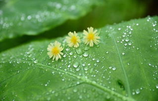 《杜甫诗选 秋雨叹三首(其二)》(杜甫)全诗翻译赏析