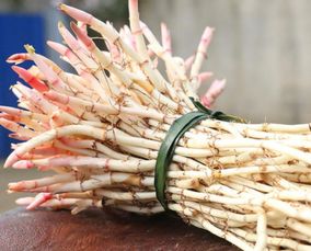 草芽的拼音