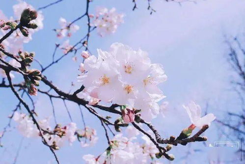 赠范晔诗原文及翻译